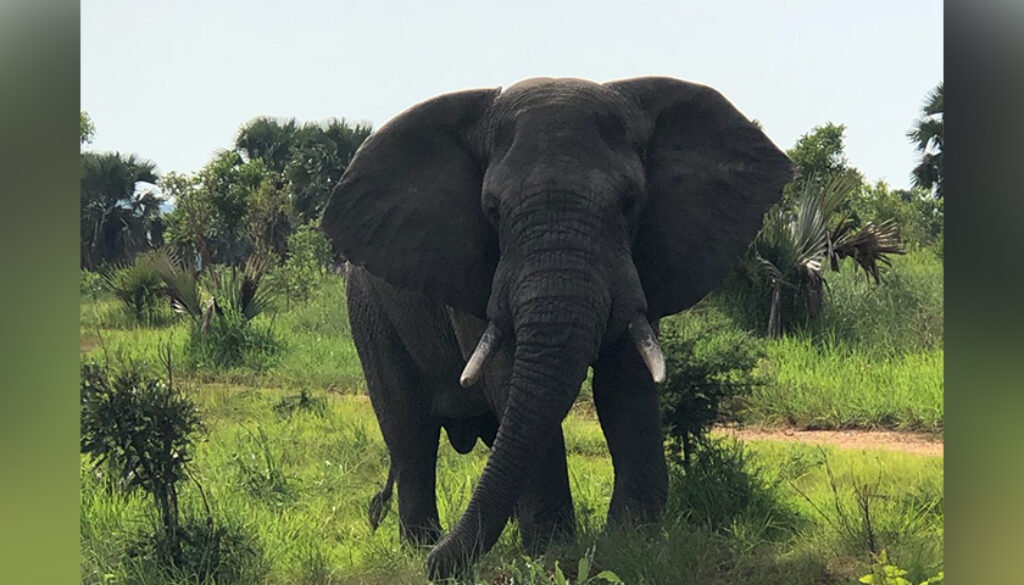 elephant