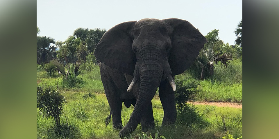 elephant